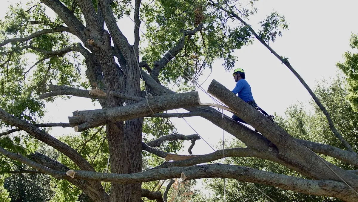 Professional Hazardous Tree Removal performed by certified arborists in Robinson