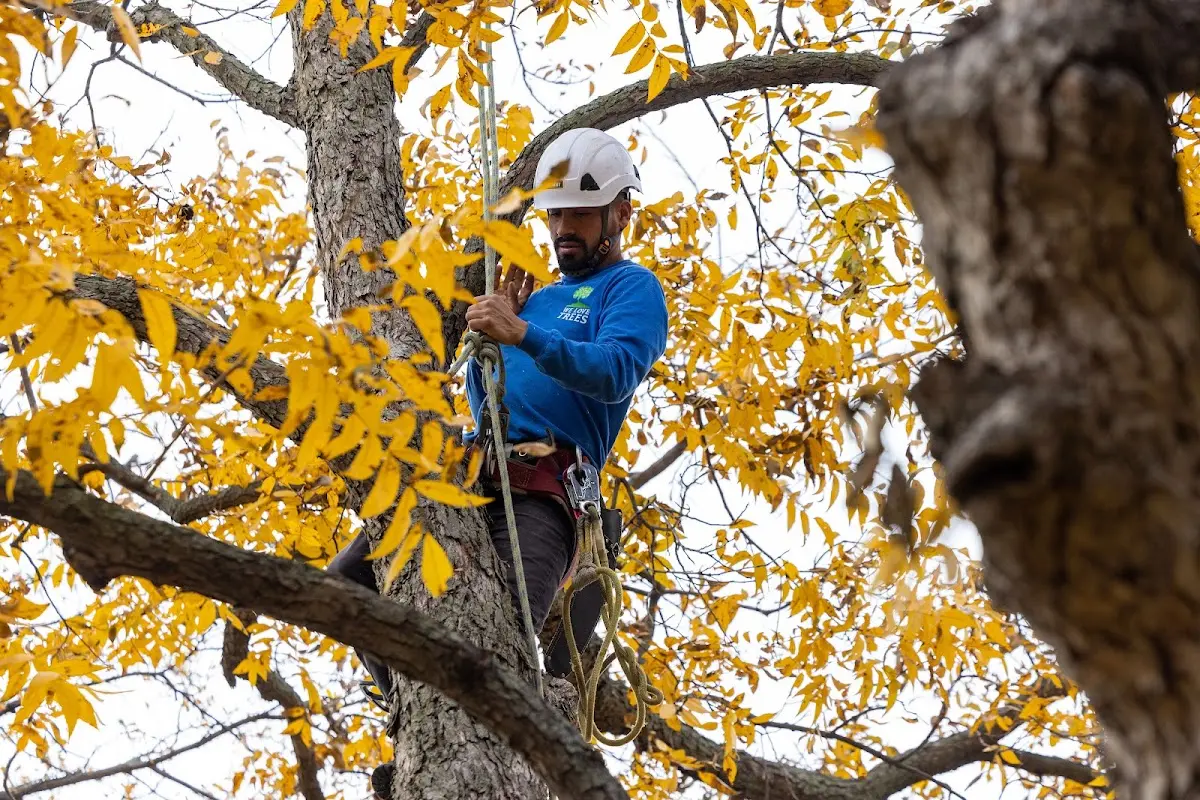 Skilled Tree Transplanting crew working in Robinson